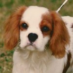 Dexter- Cavalier Puppy Head
