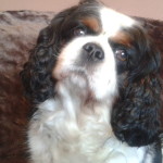 Jake