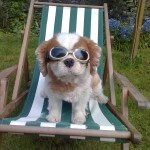 Flossie with Doggles to protect her eyes