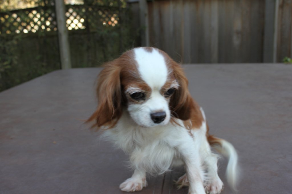 Rescue Re Homing The Companion Cavalier King Charles Spaniel Club