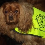 Charlie Beau PAT Dog