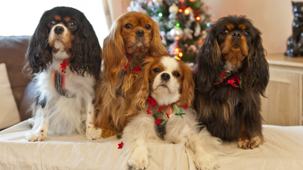 Beautiful Cavaliers in All Four Colours