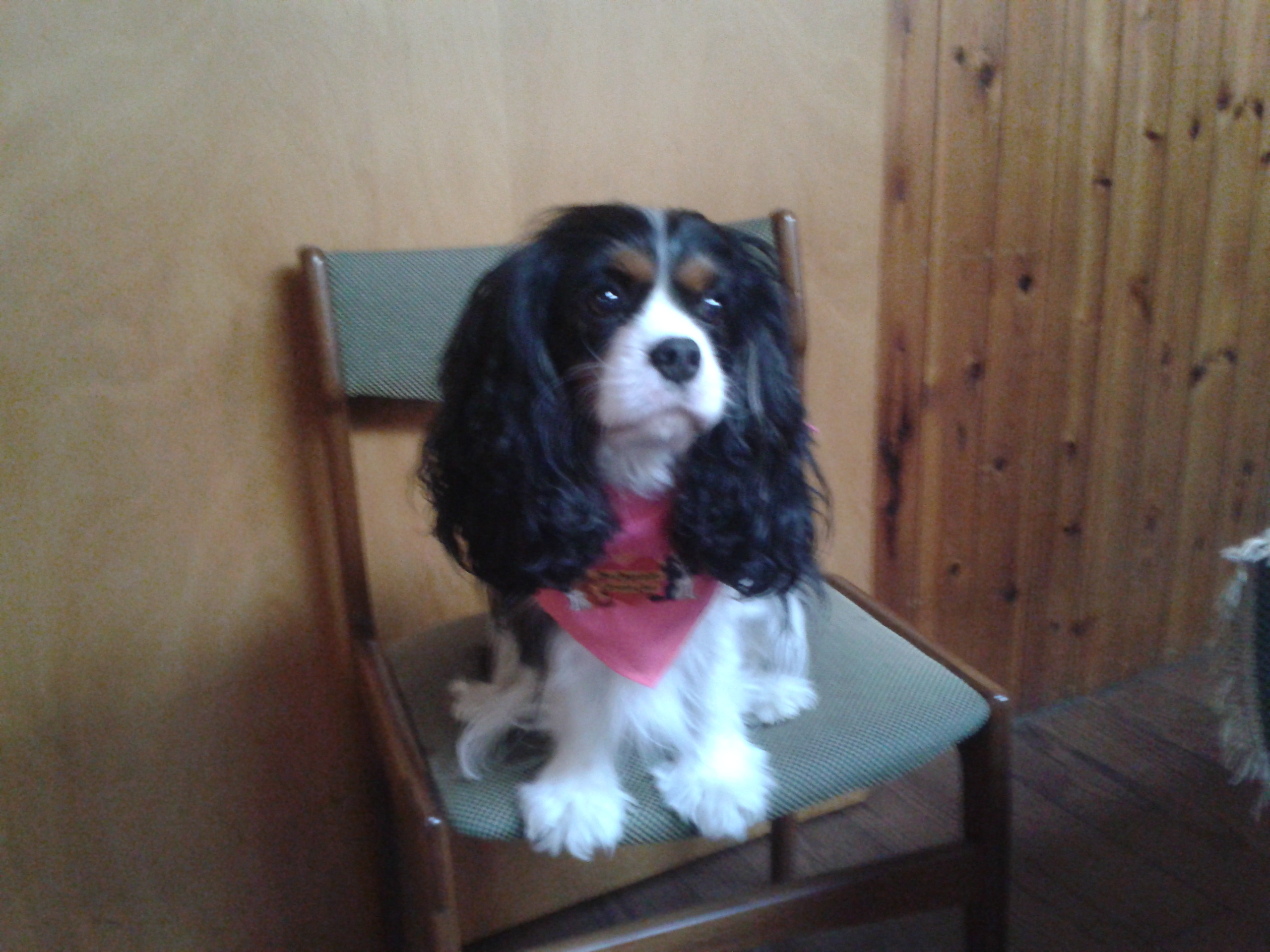 Rescue Re Homing The Companion Cavalier King Charles Spaniel Club