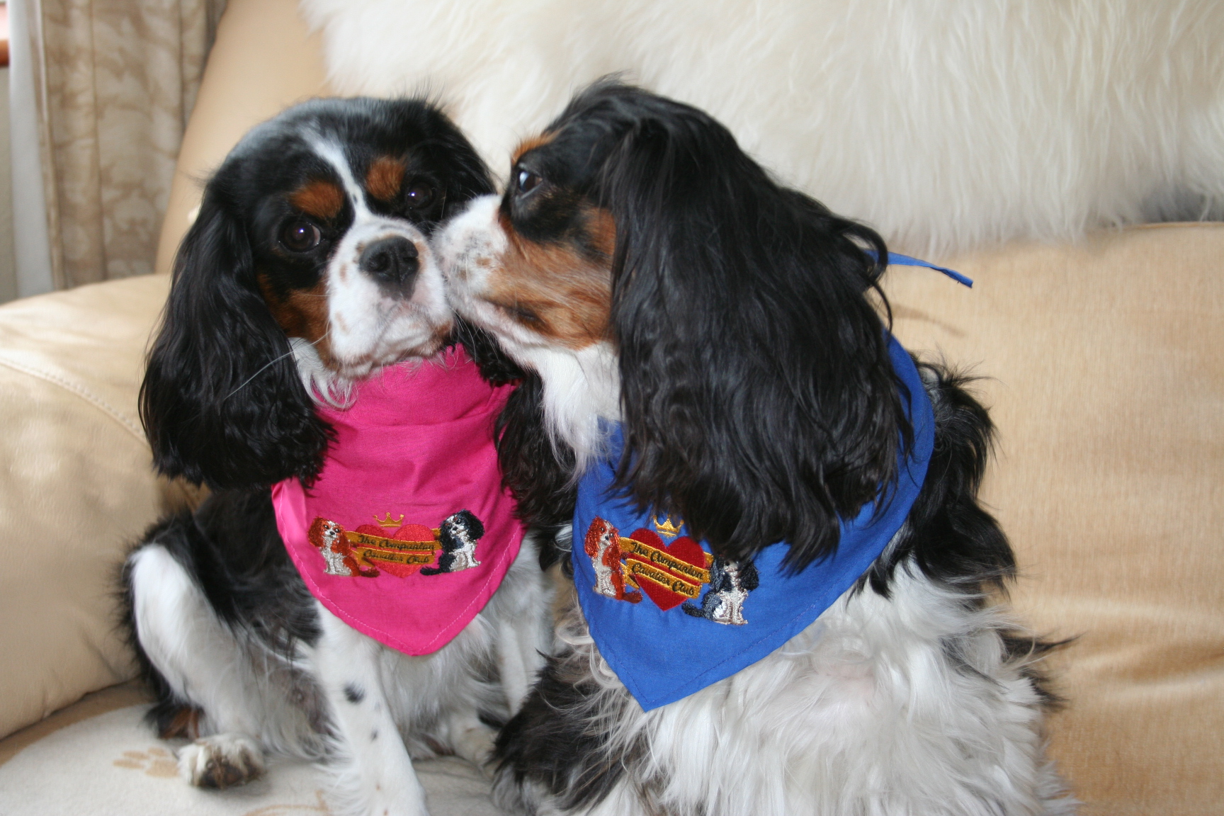 cavalier king charles spaniel limping front leg