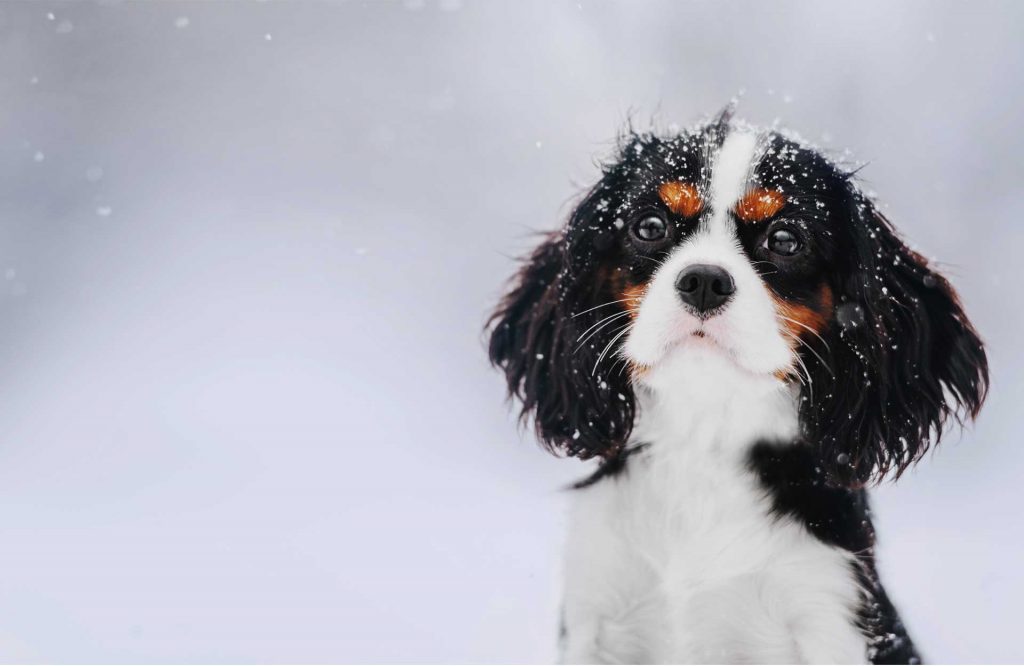 Cavalier in Snow
